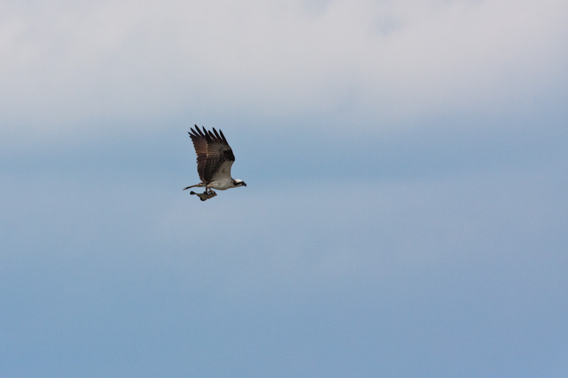 Osprey With Fish In Flight